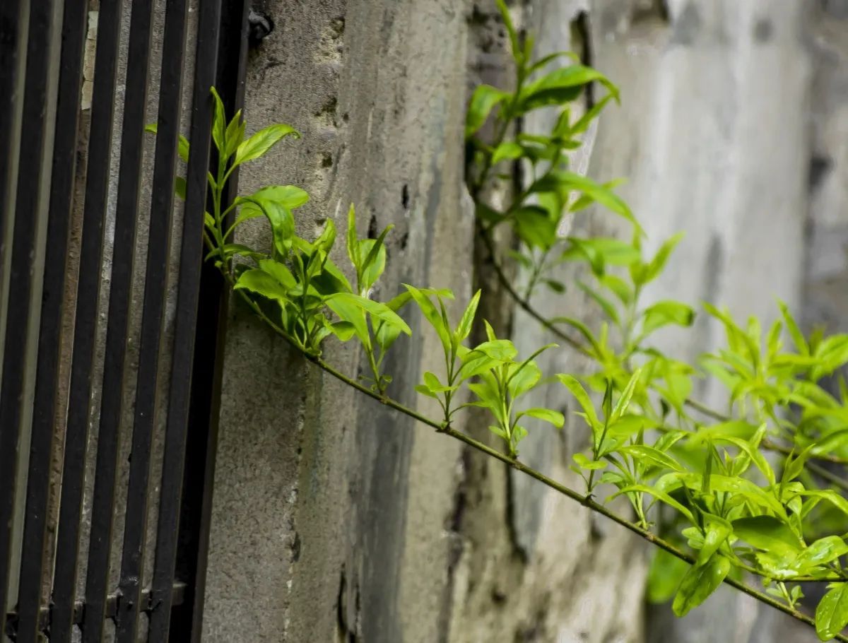 Green branch pushing past black bars beside a rough concrete wall